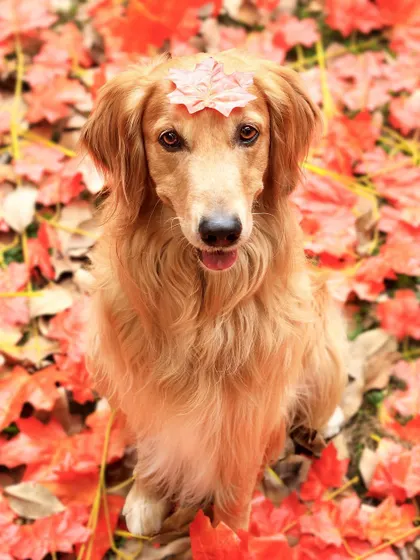 An autumn-themed outdoor shoot with the most beautiful red leaves. This handsome golden retriever was such a professional, sitting perfectly still even with a leaf balanced on his head.