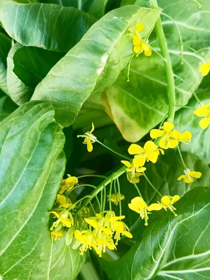 Bok Choy in bloom, with delicate yellow flowers. Even as the plant bolts, it remains a beautiful part of our farm's ecosystem.