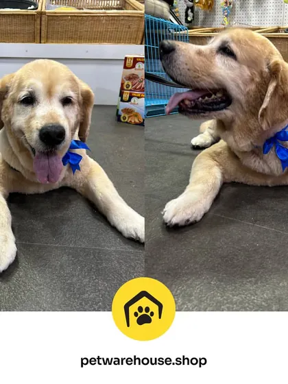 This senior Labrador is looking dapper and feeling great with a new blue bow. We provide gentle and patient grooming for pets of all ages, ensuring their comfort and well-being.