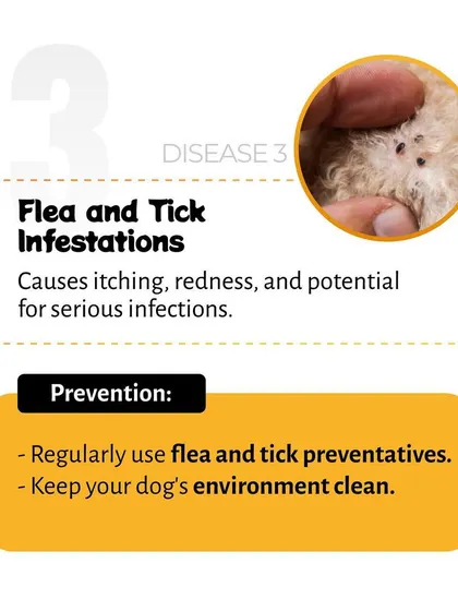 Flea and tick infestations are more than just an annoyance; they can lead to serious infections. We advise on prevention through regular use of preventatives and keeping your dog's environment clean.