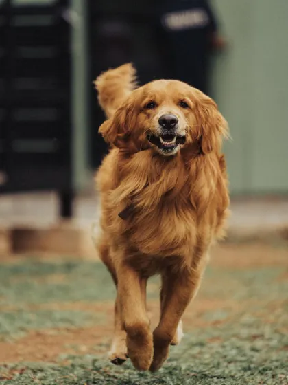 This gorgeous dog looks like he's in a shampoo commercial while running across the lawn. I ensure all dogs get plenty of exercise to stay healthy and happy.