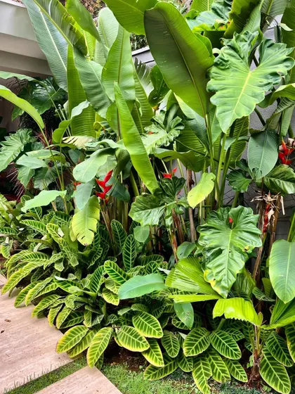 A close-up of our layered tropical planting style. We combine different leaf shapes, colors, and textures, such as Calathea, Alocasia, and Heliconia, to create a rich and vibrant plant composition.
