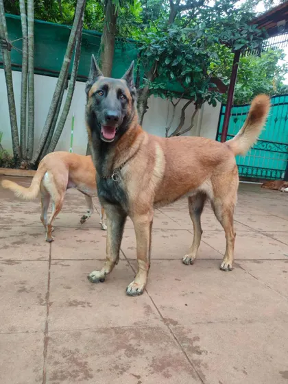 A stunning Belgian Malinois, one of our gorgeous guests, enjoying the outdoor space.