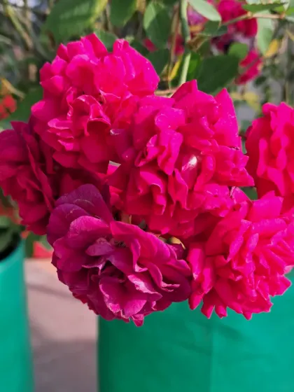 A bunch of red Button Roses in a grow bag.