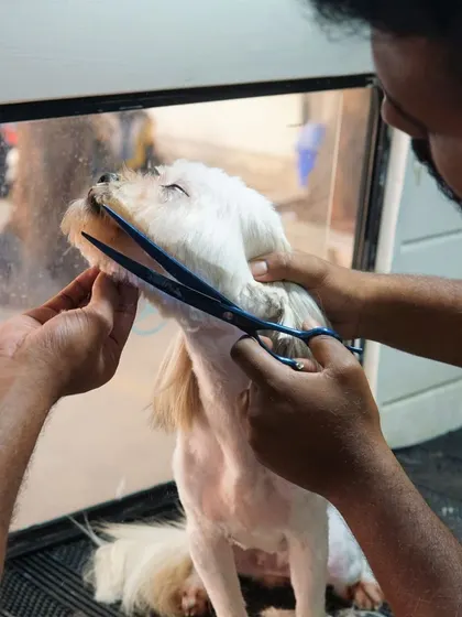 Precision and care go into every trim. Here, we are carefully shaping the fur around Blush's face, a delicate task that requires a steady hand and a calm pet.