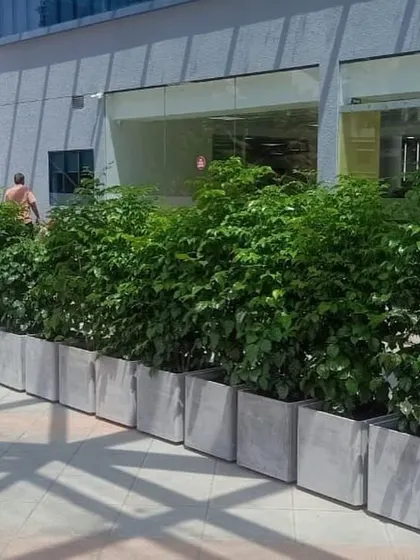 I provide complete horticultural services, including planting shrubs in custom planters for office buildings and commercial spaces.