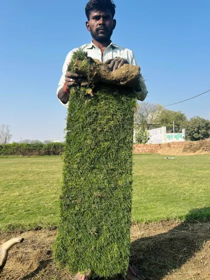 I take pride in the quality of my grass. This is a freshly harvested roll, thick with healthy roots and dense green blades, ready to create an instant lawn for you.