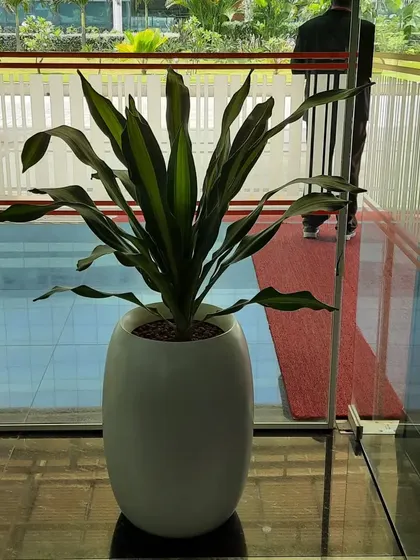 A Dracaena plant in a white oval planter at an office entrance, welcoming visitors and employees with a touch of nature.