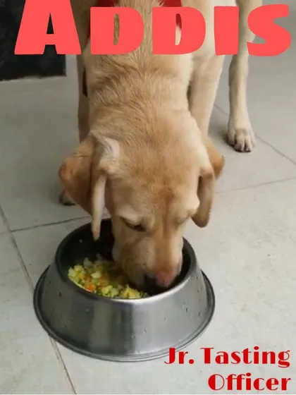 This is Addis, our Junior Tasting Officer, doing what he does best. He ensures every bowl is licked clean, which is the ultimate seal of approval.