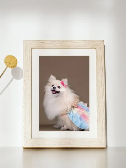 A beautifully framed portrait of a Pomeranian in a rainbow tutu, showing how my photos can become gorgeous art pieces for your home. This was taken at a pop-up event at a pet store.
