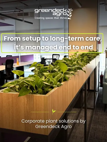 For modern workspaces, I provide end-to-end solutions. This custom planter filled with Golden Pothos acts as a natural, air-purifying divider between desks, demonstrating how I handle everything from setup to long-term care.