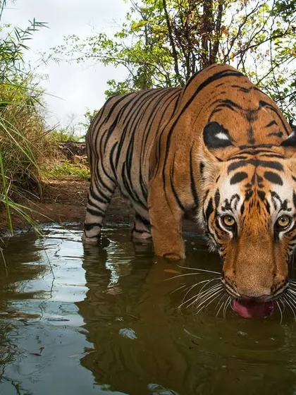 An intimate, low-angle view of a tiger drinking from a waterhole, its gaze fixed on the camera. To get this shot, I partially submerged my camera trap, offering a unique perspective into the animal's world.