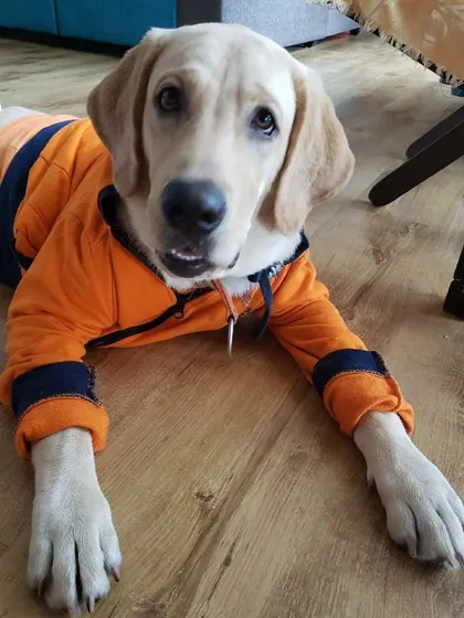 Sky looking cool and casual in his orange hoodie. Whether it's a party crown or a comfy sweater, we make sure our dogs are always comfortable and happy.