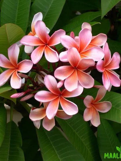 Choosing the right plants is key. I can help you select beautiful, fragrant flowers like these Plumeria, also known as Champa, that thrive in our climate and add a touch of elegance to any garden.