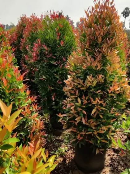 A close-up of the beautiful foliage of a Syzygium shrub, with colors ranging from bright yellow and orange to deep red and green.