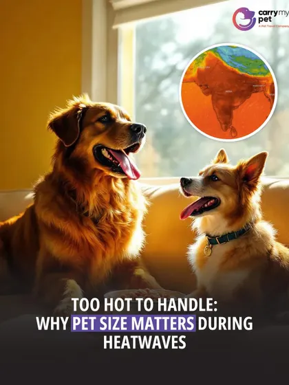 As heatwaves become more common, it's important to understand that a pet's size matters. Smaller and larger pets have different needs for staying cool and hydrated.