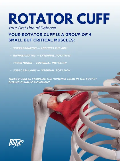 Your rotator cuff is a group of four critical muscles that act as your first line of defense in stabilizing the shoulder.