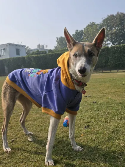 Our stylish guest in a hoodie, posing for the camera. We make sure all our pets, especially our senior ones, are comfortable and warm during their outdoor time.
