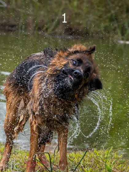 Another incredible shot from Ruby's "shake it off" series, freezing the water droplets in mid-air.