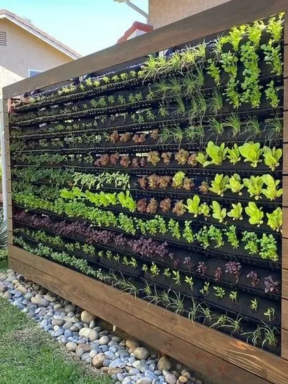 A freestanding vertical garden used to grow herbs and lettuces. This is a perfect example of functional green design, combining aesthetics with urban farming in a backyard setting.