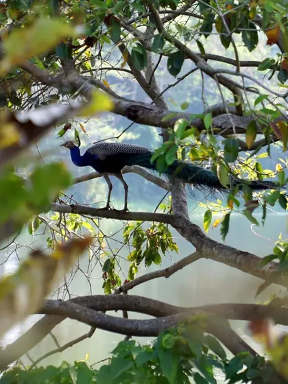 Framed by leaves, a peacock walks along a branch. Observing the wildlife here is a meditative practice in itself.