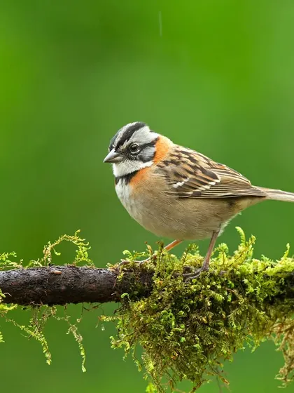 A Rufous-collared Sparrow, a common but charming resident of Costa Rica, perched on a mossy branch.