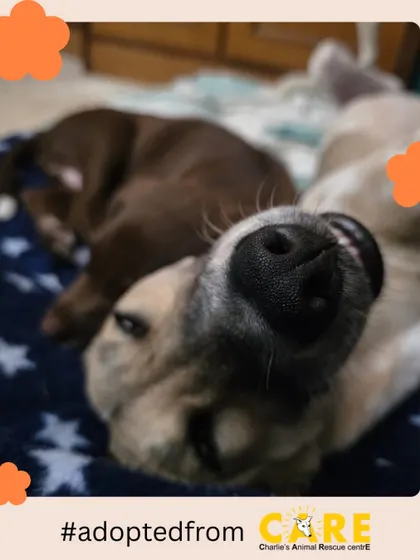 A snoot worth booping. This close up of Sora sleeping peacefully is a testament to the safe and loving environment her new family has provided. Happy endings like this fuel our passion every single day.