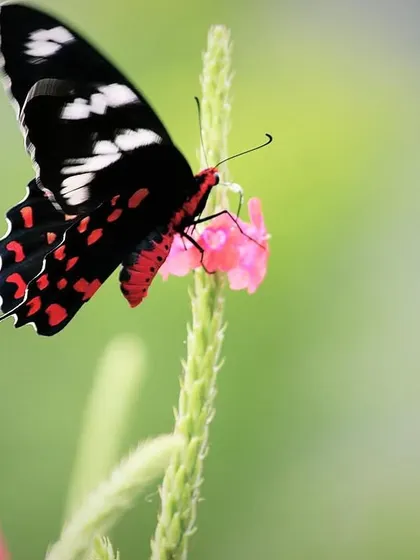 The stunning Crimson Rose butterfly, with its dramatic black and red wings, adds a touch of exotic beauty to our flora.
