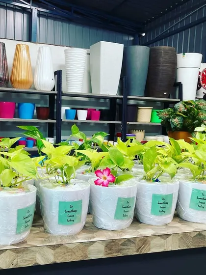 A display of Money Plants ready for corporate gifting, each in a simple white pot. These are great for employee wellness programs or client gifts.