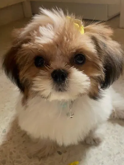 This little fluffball is Izzy the Shih Tzu! We just completed our first session, and she is a pure bundle of happiness. Training small breeds is just as important and fun!