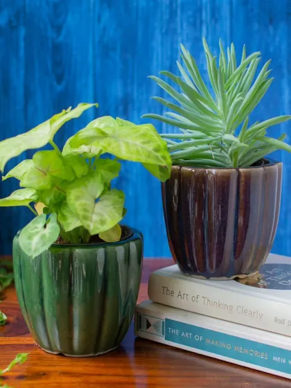 I'm so excited to share my new collection of ribbed ceramic planters. Available in rich colors like green and brown, they add texture and warmth to your plant display.