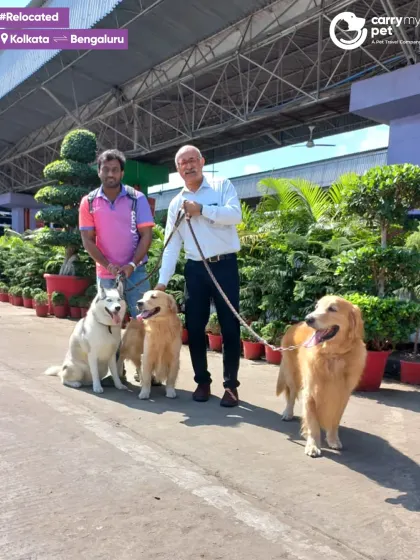 The happy trio, Iris, Musky, and Bentley, with their owner and my team member after arriving safely in Bengaluru from Kolkata.