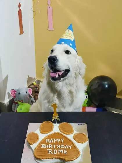 A close-up of the birthday boy, Rome. The joy in a dog's eyes when they see their cake is the reason we do what we do.