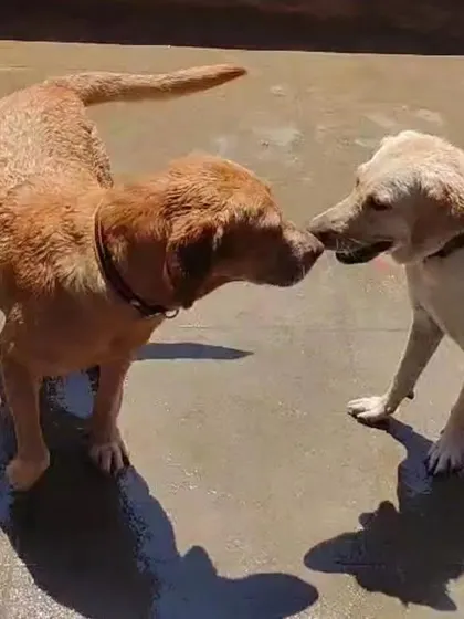 It’s a small world. This was a heartwarming moment when two old friends, Chika and Jimmy, were reunited by chance during their stay with me. It’s always a joy to see dogs form and maintain friendships here.