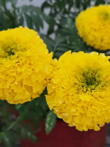 A pair of yellow marigolds.