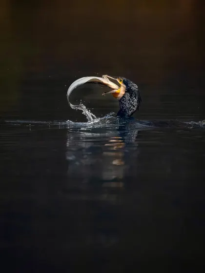 A Great Cormorant with a very large fish at Bharatpur. This shot perfectly captures the struggle and skill of this master fisherman as it handles its impressive catch.