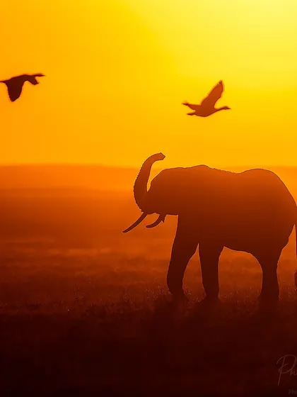 An elephant raises its trunk against the setting sun, with two Egyptian geese flying past. This is a moment of perfect timing and composition.