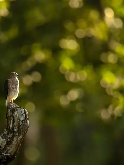 The same Shikra, but framed wider to emphasize the beautiful, dreamy background and create a sense of atmosphere.