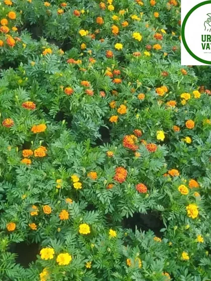 A field of Marigold flowers, a staple in many gardens.
