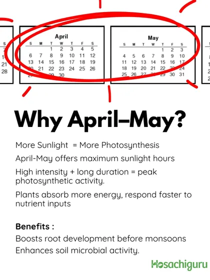 Why April-May? This period offers maximum sunlight, which means peak photosynthetic activity. The plants absorb more energy and respond faster to the nutrients we provide, boosting root development before the rains.