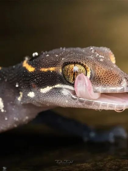 A macro portrait of the Deccan Banded Gecko. The incredible detail shows the texture of its skin, the water droplets, and the intricate pattern of its eye as it licks it clean.