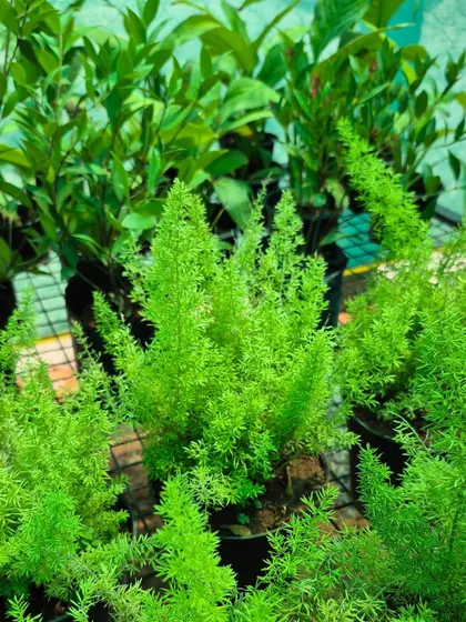 Asparagus ferns have soft, feathery foliage that adds a delicate texture to any plant collection. They are relatively easy to care for and look wonderful in pots or hanging baskets.
