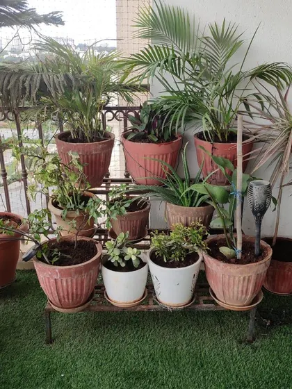 Getting this balcony ready for the festive season. We helped our client with a complete refresh, including repotting, adding new plants, and arranging them on a multi-tiered stand to create a beautiful display for Diwali.