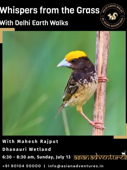 A Black-breasted Weaver, a master nest-builder, featured on our poster for a walk at Dhanauri Wetland. Our wetland walks focus on the specialized birds that inhabit these crucial ecosystems.