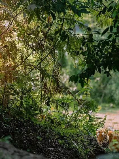 A tiger in the Jurassic-like landscape of Kaziranga. Spotting a tiger here is tough, which makes a sighting like this incredibly special.