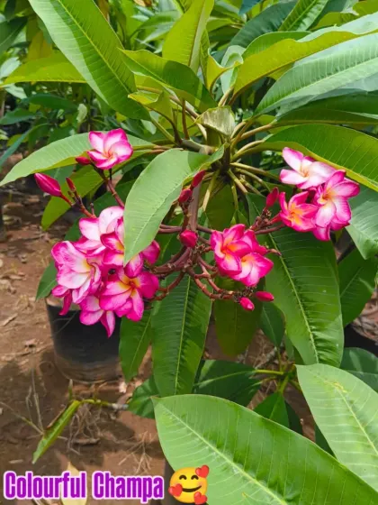 A big, colourful Champa plant ready to be a centerpiece in a garden.