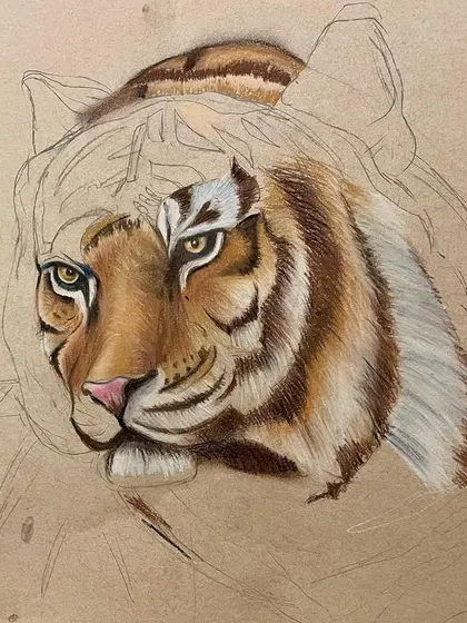 A work-in-progress shot of a tiger painting in colored pencil on toned paper. This shows how I build up the layers of fur texture and color.
