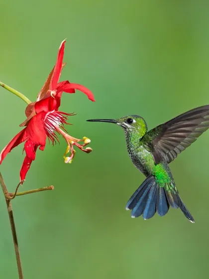 A Green-crowned Brilliant hummingbird approaches a vibrant red flower. The interaction between birds and their food sources makes for a compelling photographic story.