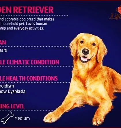 We believe in empowering pet parents with knowledge. This guide provides key information about the Golden Retriever, covering everything from lifespan and grooming to temperament, helping you choose the right companion for your lifestyle.