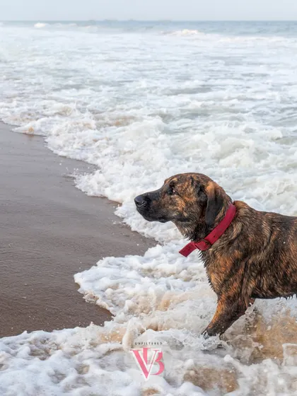 A stoic portrait of Kumbha in the surf. Even in the midst of play, his serious and gentle nature shines through.